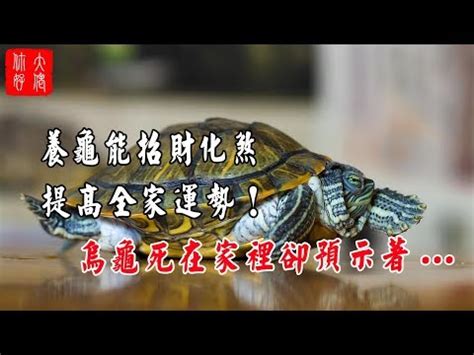 烏龜到家裡|烏龜來訪，驚喜還是麻煩